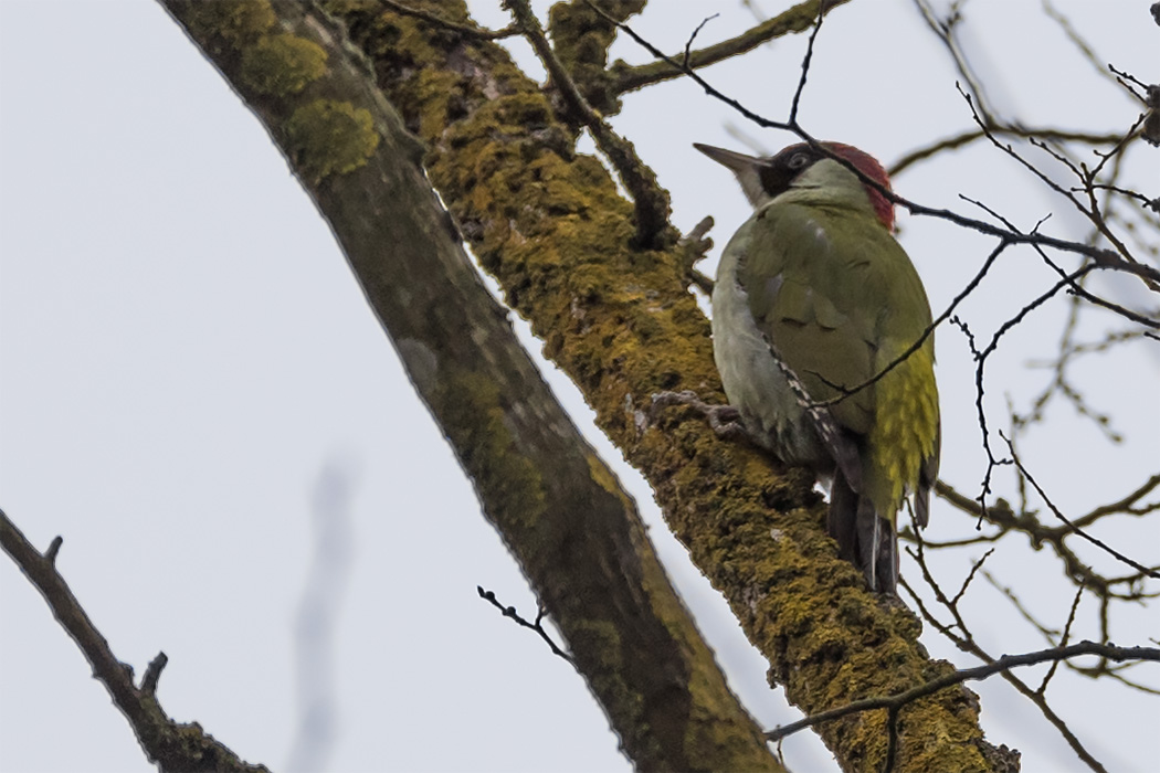 Eurasian Green Woodpecker